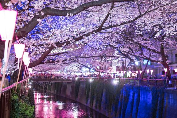 目黒川の夜桜