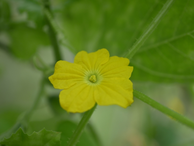 メロンの花