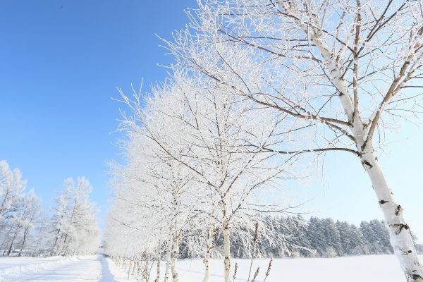 北海道の雪道