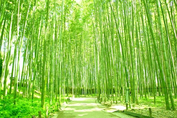 京都竹林