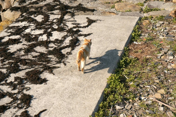 わかめと猫