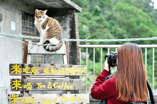 台湾の猫