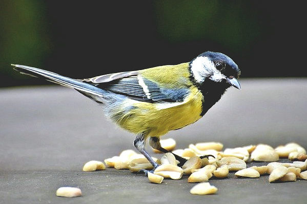 peanut and bird