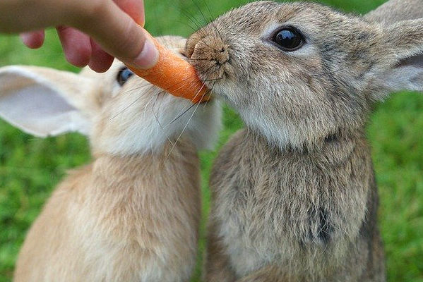 rabbit-carrot