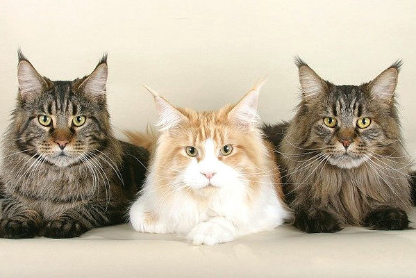 Three-cats