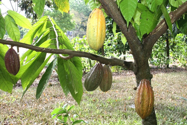 cacao