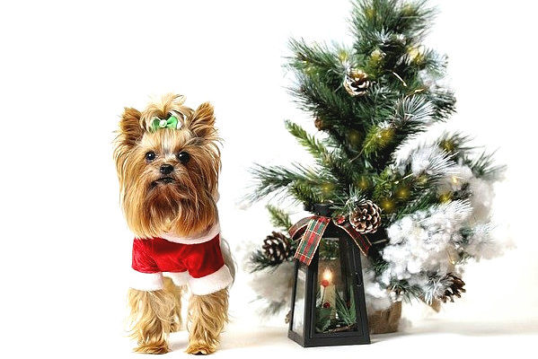 dog-christmas-tree