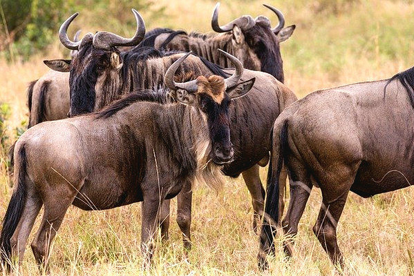 gnu