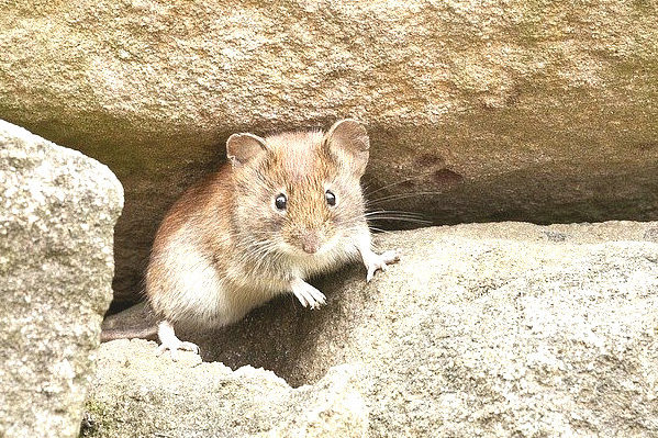 mouse-of-rock