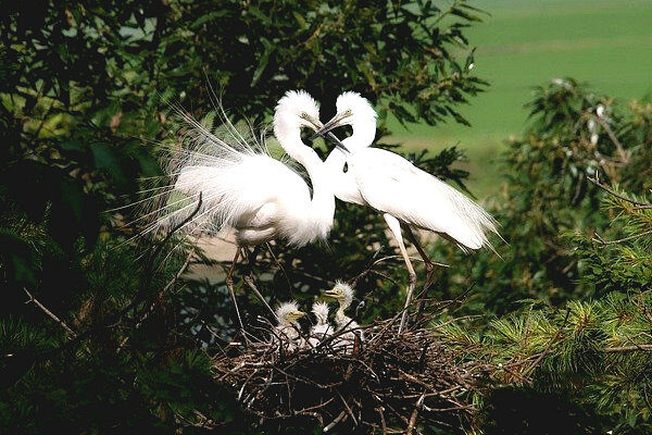 egret