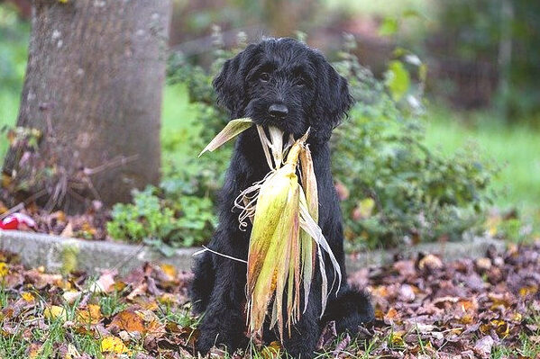 labradoodle-corn