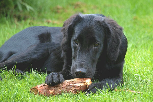 flatcoated-retriever