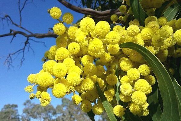 wattle-blossoms